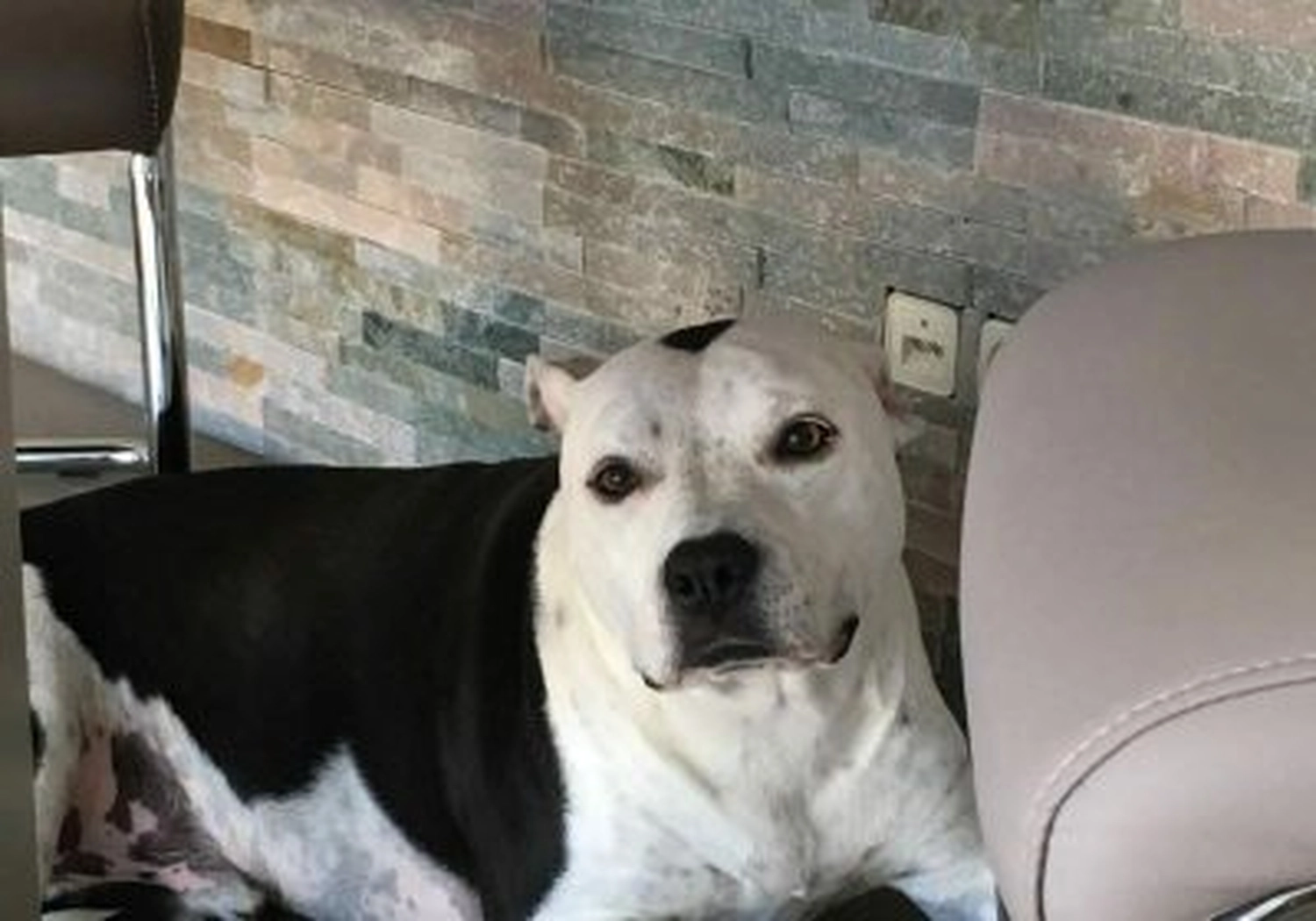 Tierschutzorganisation Arche 90 e.V. - Hund
