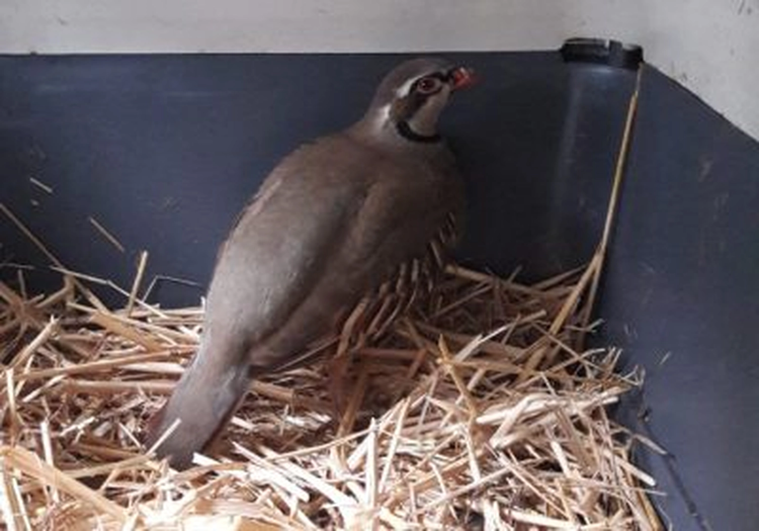 Tierschutzorganisation Arche 90 e.V. - Einsames Steinhuhn