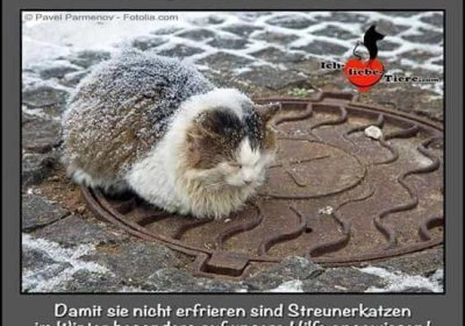 Tierschutzorganisation Arche 90 e.V. - Eine flauschige Schildpattkatze schläft zusammengerollt auf einem gemusterten Metall-Kanaldeckel.
