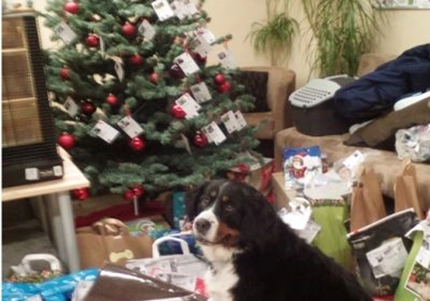 Tierschutzorganisation Arche 90 e.V. - Hund bei der Weihnachtsfeier