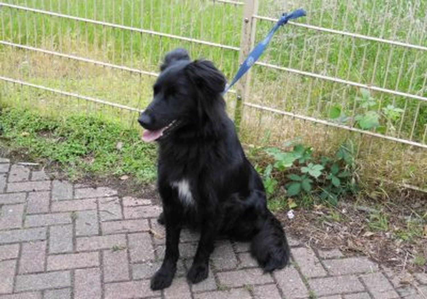 Tierschutzorganisation Arche 90 e.V. - Ein flauschiger, langhaariger schwarzer Hund sitzt auf einem Backsteinweg neben einem grünen Drahtzaun.
