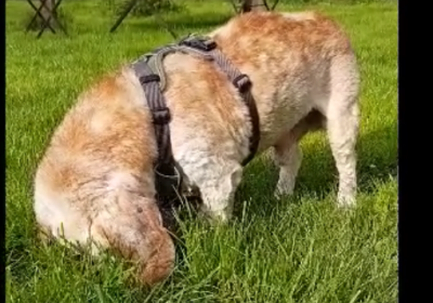 Tierschutzorganisation Arche 90 e.V. - Hund