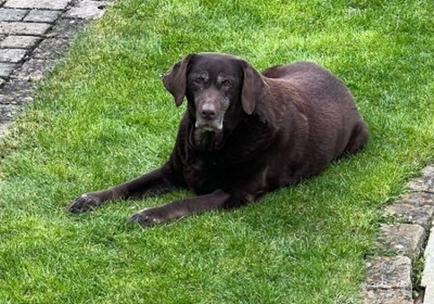 Tierschutzorganisation Arche 90 e.V. - Layla hund