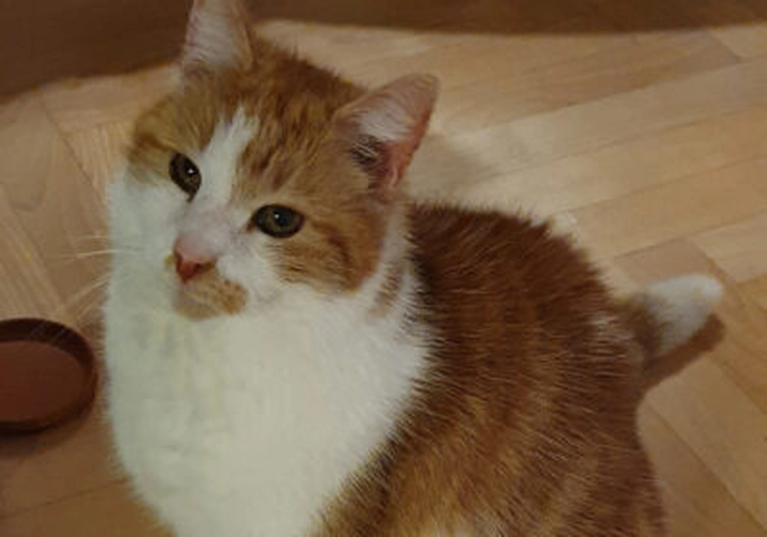 Tierschutzorganisation Arche 90 e.V. - Naschkater Paul