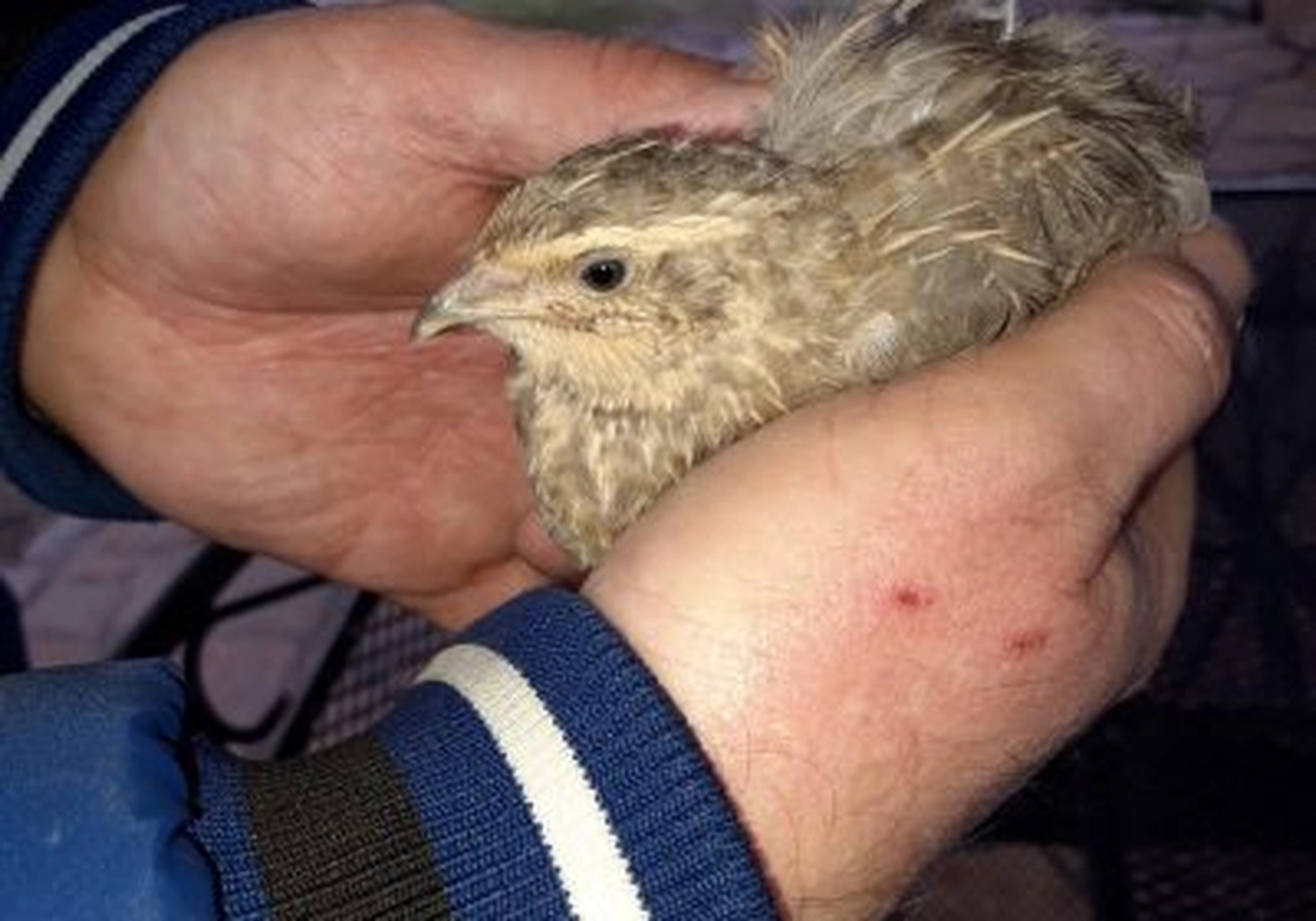 Tierschutzorganisation Arche 90 e.V. - Verletzte Wachtel