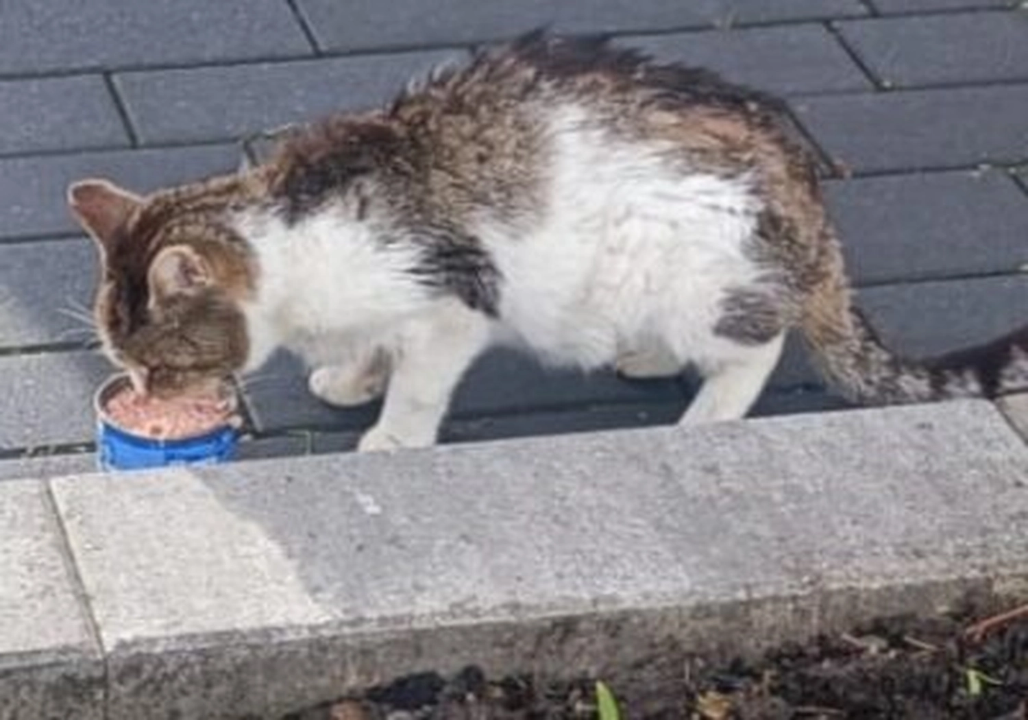 Tierschutzorganisation Arche 90 e.V. - Katze