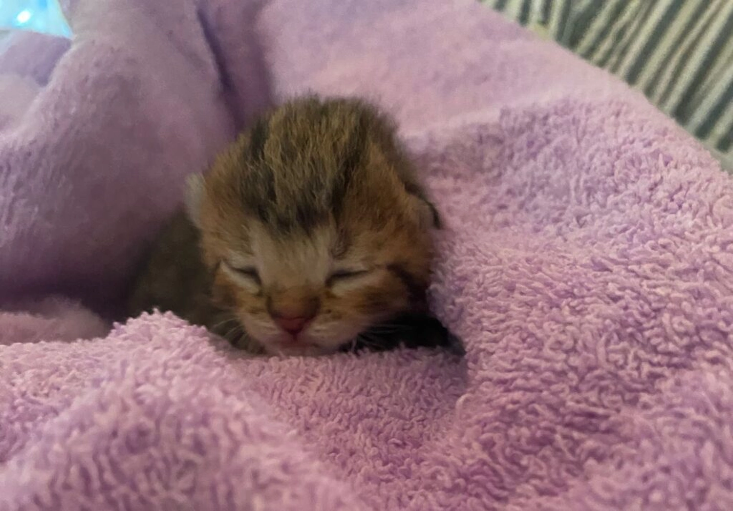 Tierschutzorganisation Arche 90 e.V. - Kitten