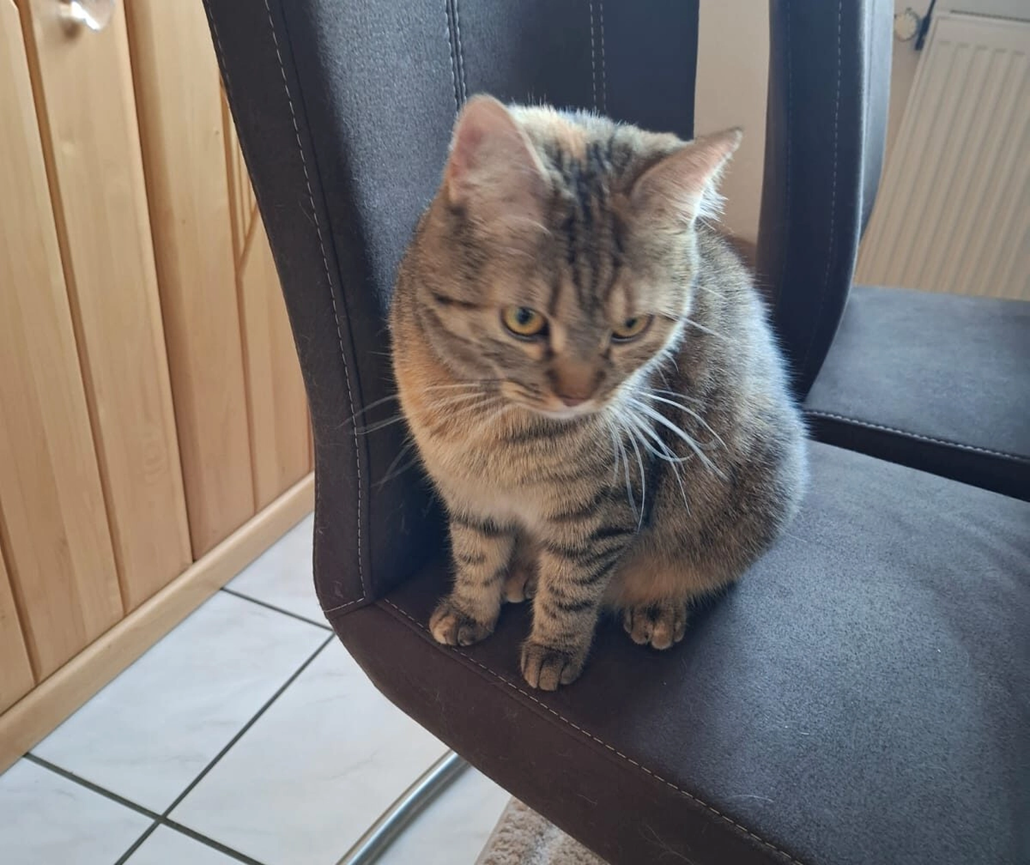 Tierschutzorganisation Arche 90 e.V. - Vermittlung: Katze Momo