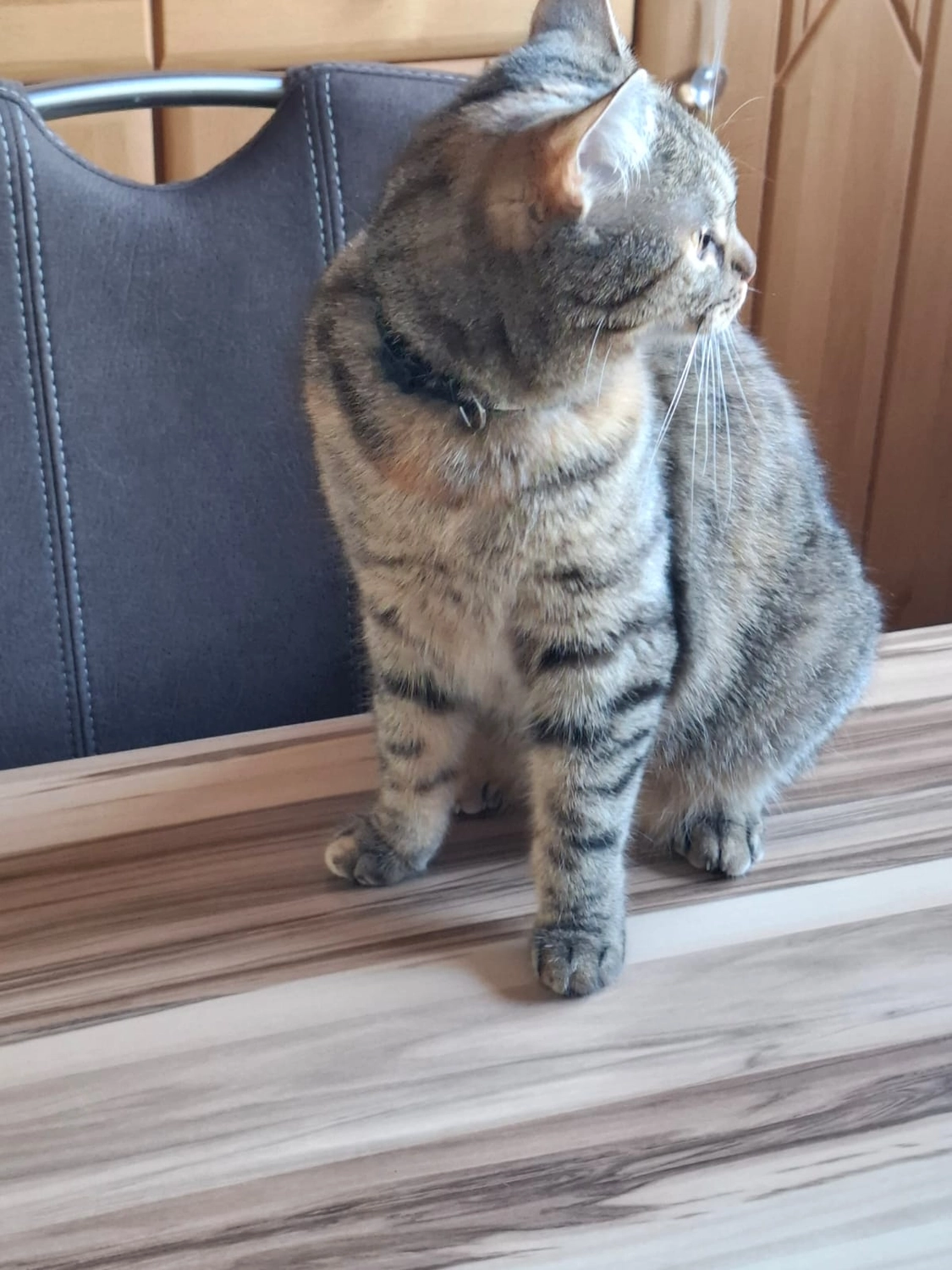 Tierschutzorganisation Arche 90 e.V. - Vermittlung: Katze Momo