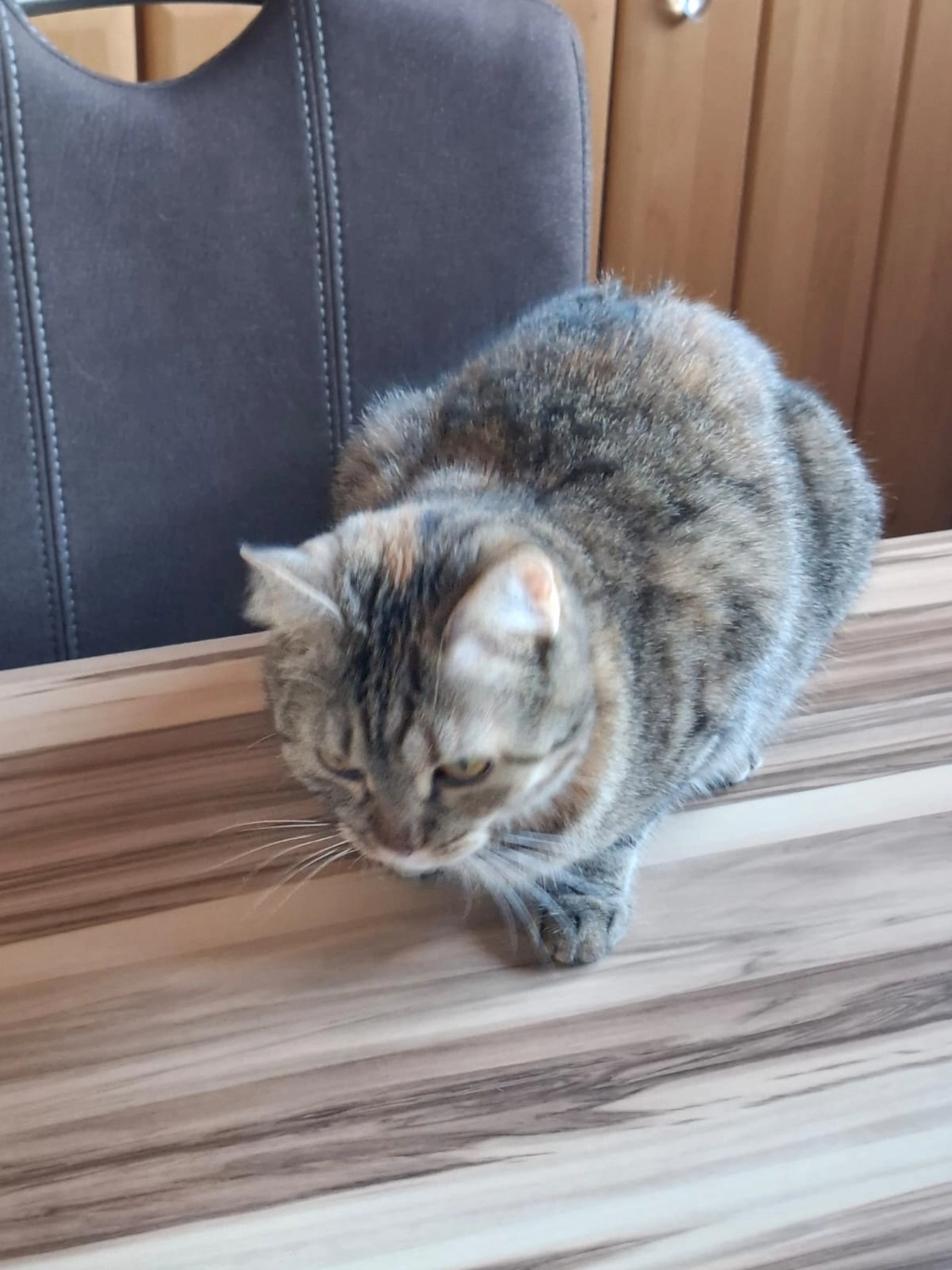 Tierschutzorganisation Arche 90 e.V. - Vermittlung: Katze Momo