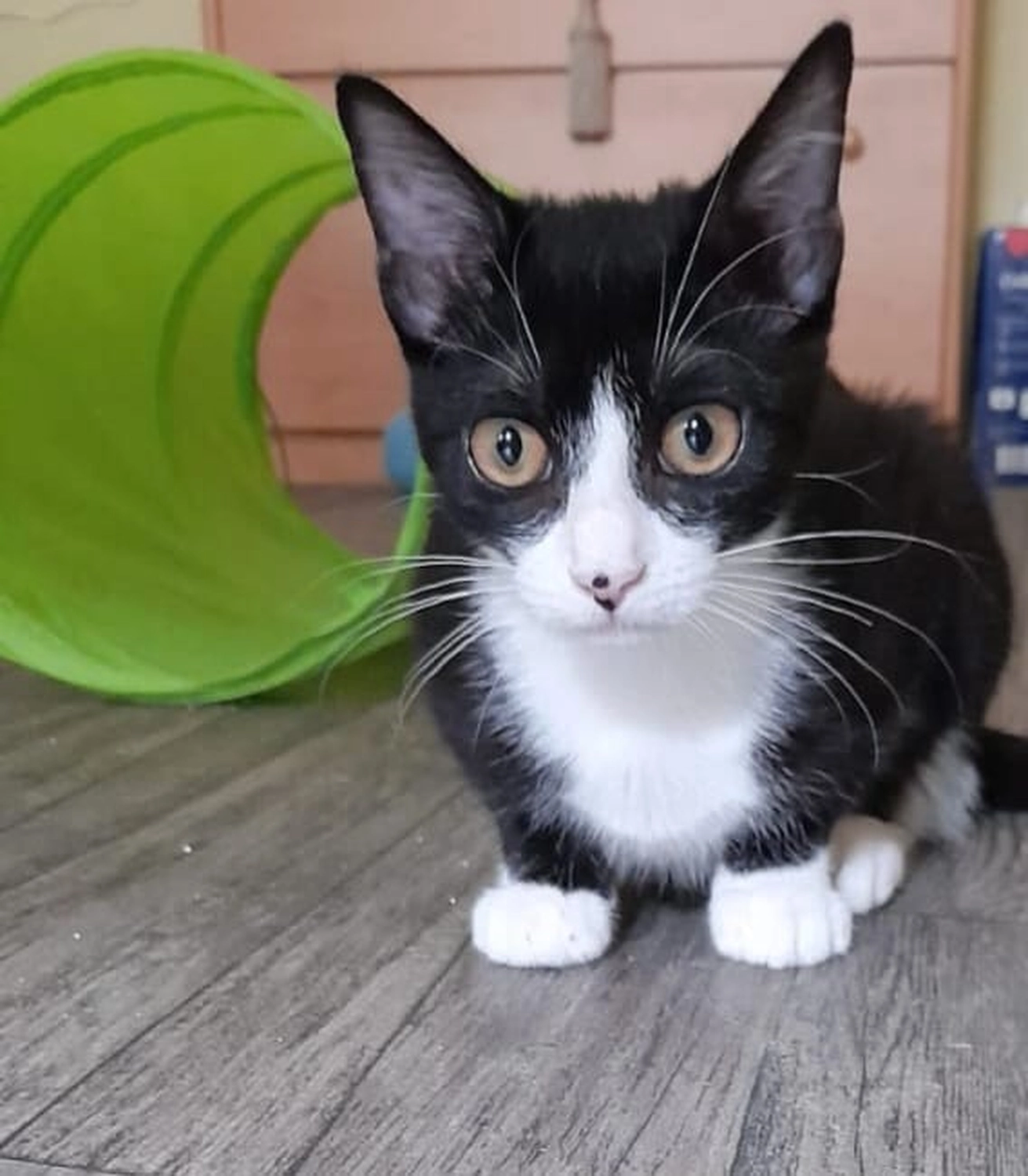 Tierschutzorganisation Arche 90 e.V. - Baby – neugieriges Katzenkind