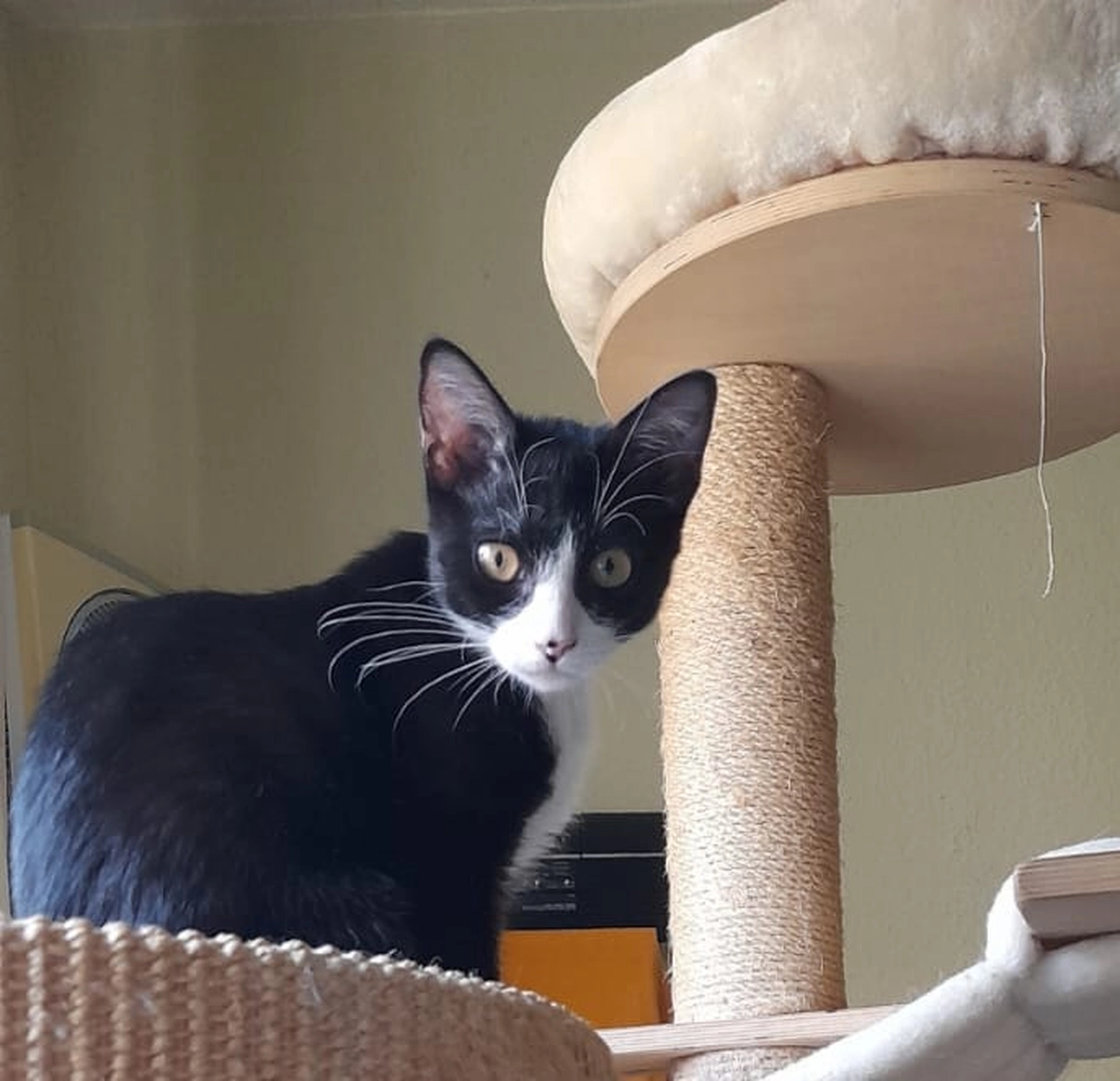 Tierschutzorganisation Arche 90 e.V. - Baby – neugieriges Katzenkind