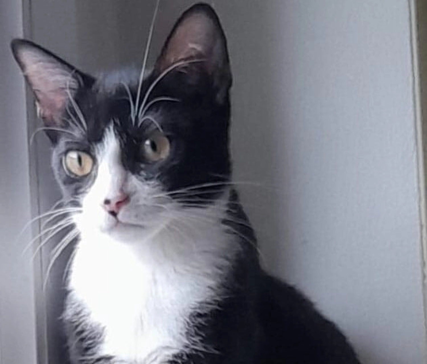 Tierschutzorganisation Arche 90 e.V. - Baby – neugieriges Katzenkind