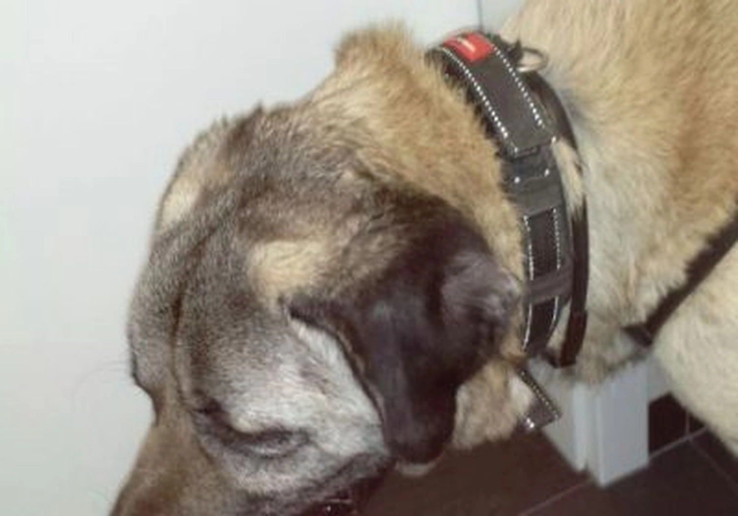 Tierschutzorganisation Arche 90 e.V. - Nahaufnahme von Kopf und Hals eines flauschigen, braun-grauen Hundes mit einem stabilen schwarzen Halsband.