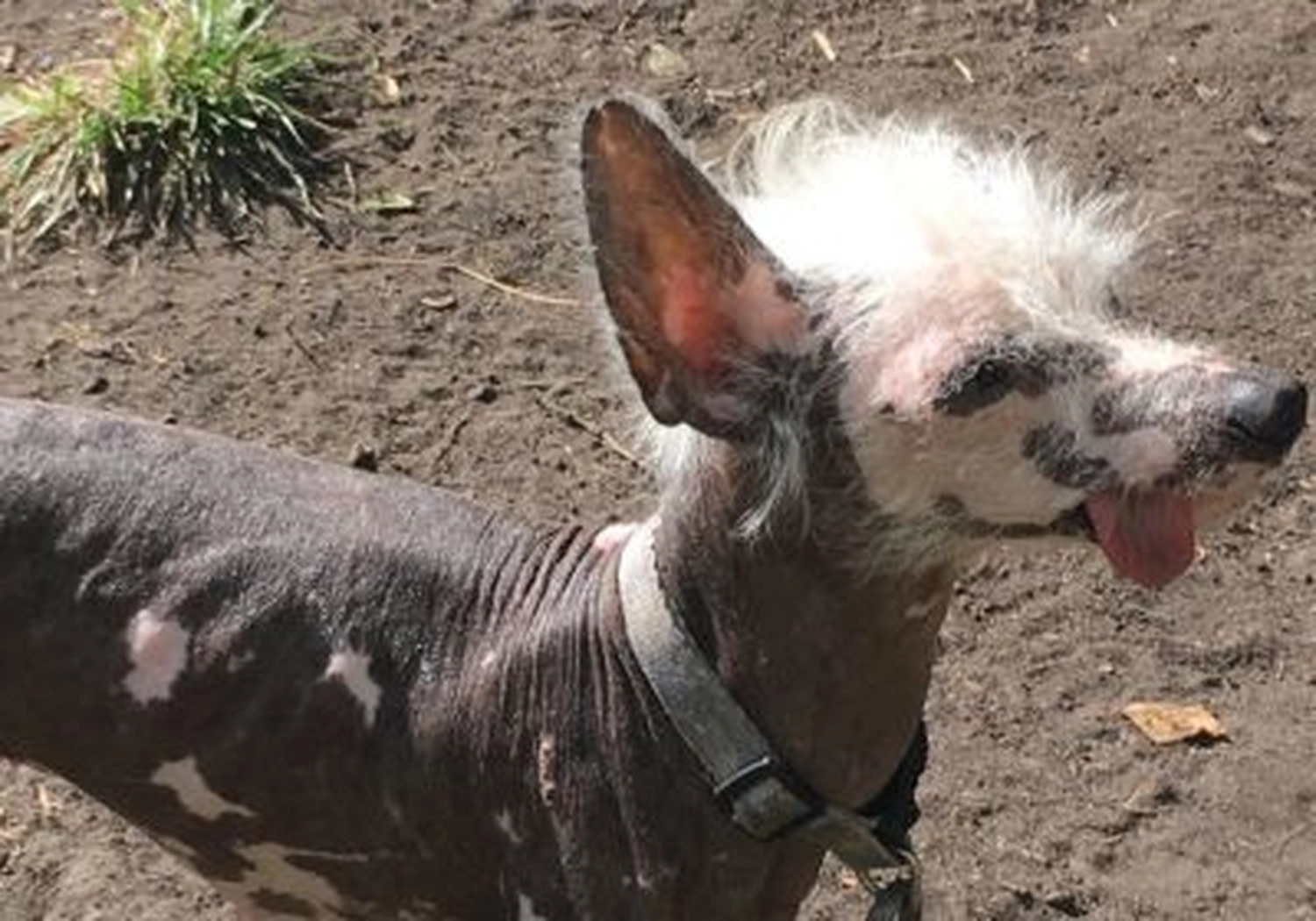 Tierschutzorganisation Arche 90 e.V. - Hunden in der Gartenlaube