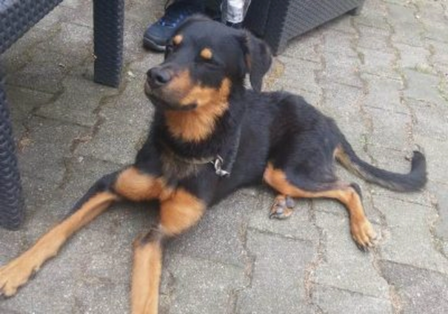 Tierschutzorganisation Arche 90 e.V. - Hund