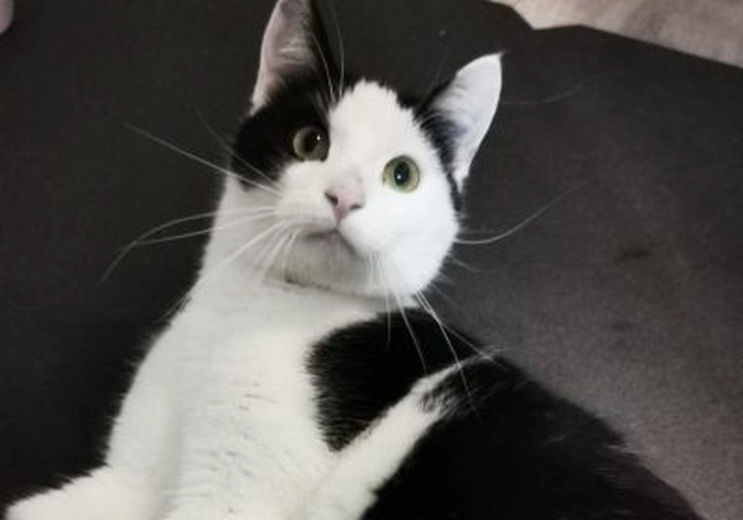 Tierschutzorganisation Arche 90 e.V. - Katze