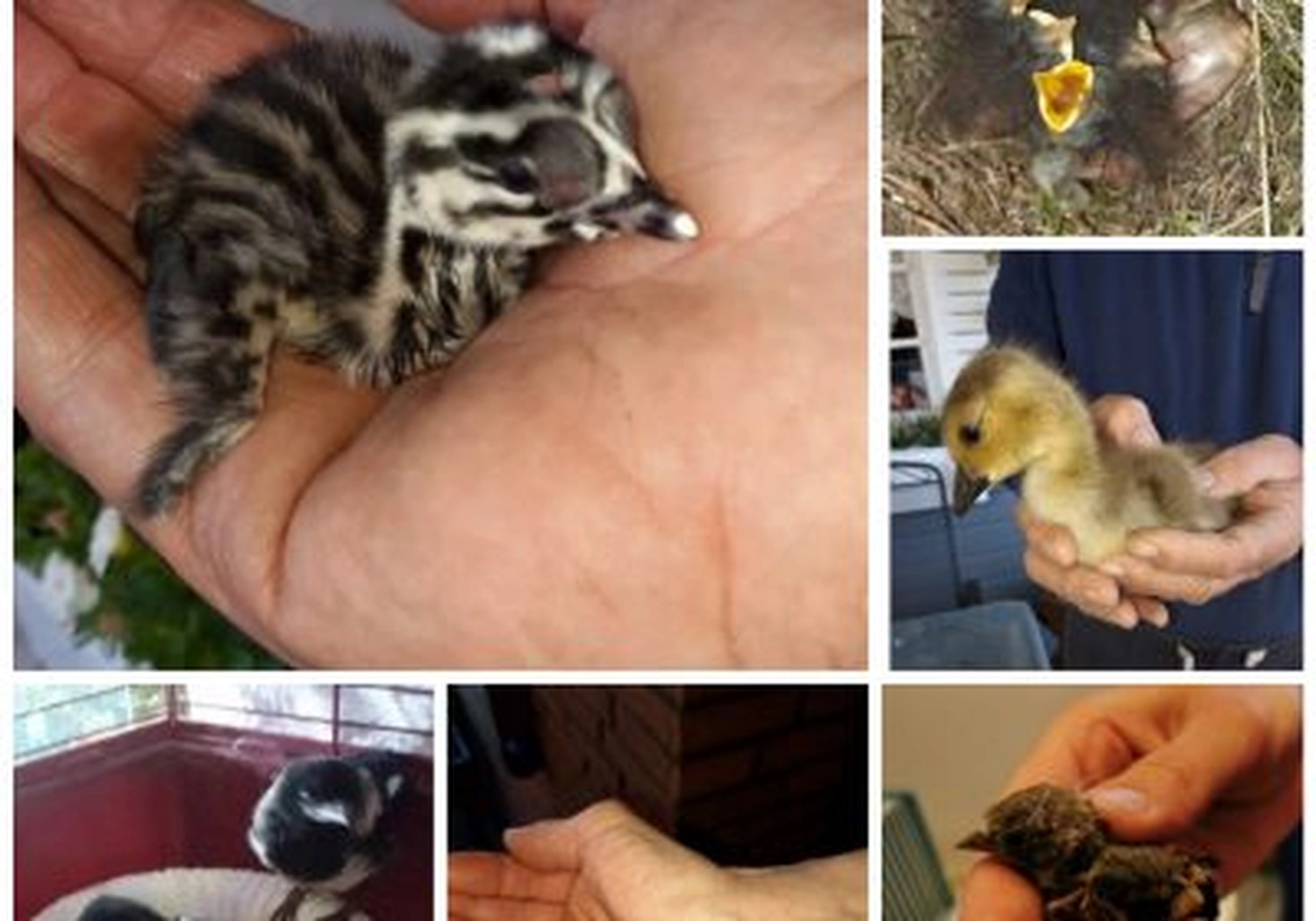 Tierschutzorganisation Arche 90 e.V. - Wildvögel