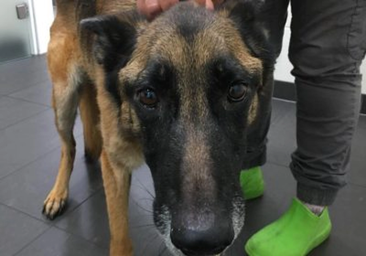 Tierschutzorganisation Arche 90 e.V. - Hund