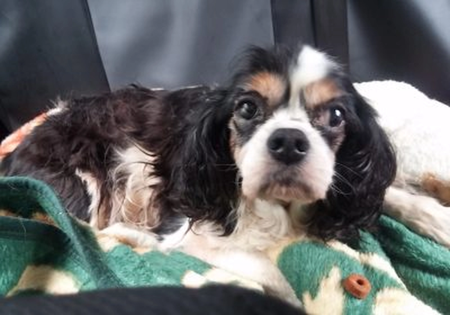 Tierschutzorganisation Arche 90 e.V. - Hund