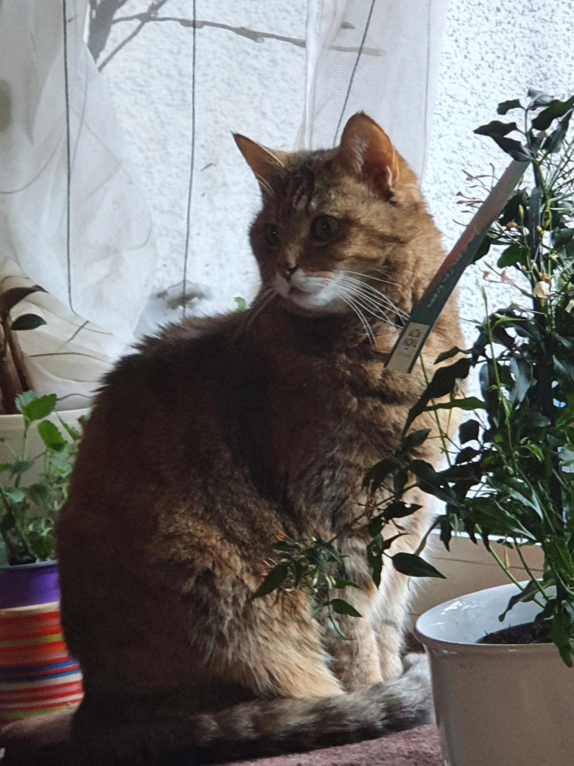Tierschutzorganisation Arche 90 e.V. - Sarah und Moritz Katzen
