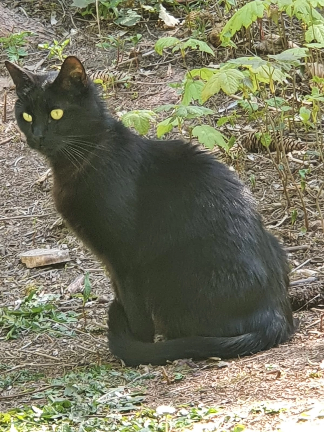 Tierschutzorganisation Arche 90 e.V. - Sarah und Moritz Katzen