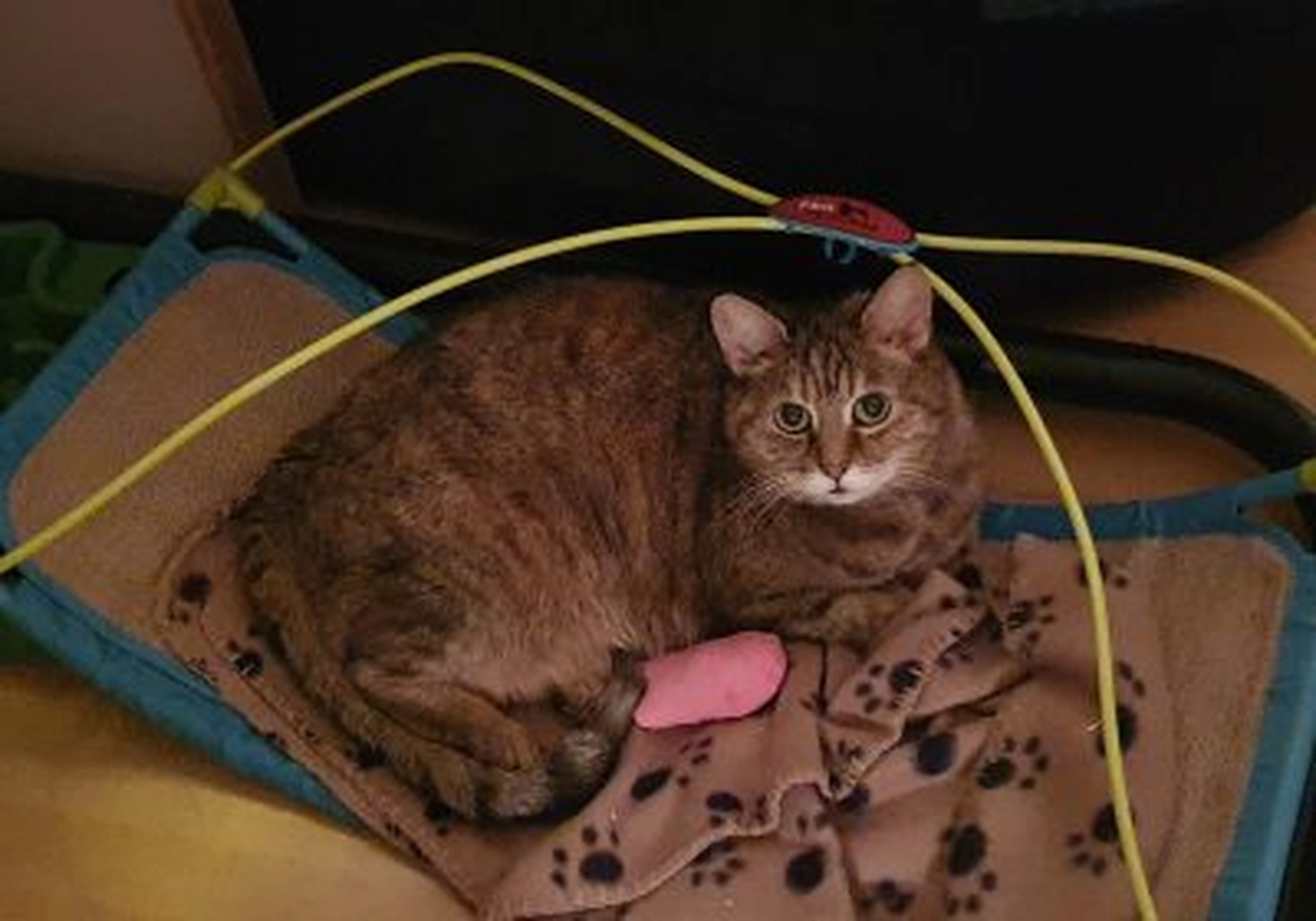 Tierschutzorganisation Arche 90 e.V. - Sarah und Moritz Katzen