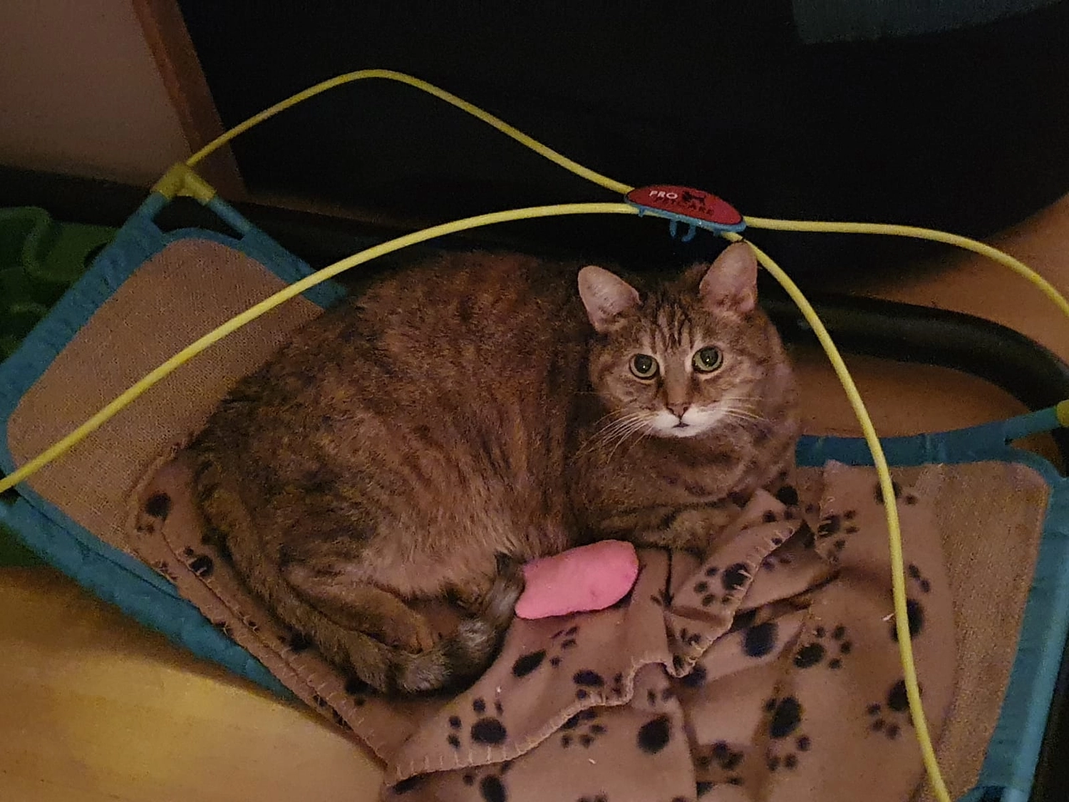 Tierschutzorganisation Arche 90 e.V. - Sarah und Moritz Katzen