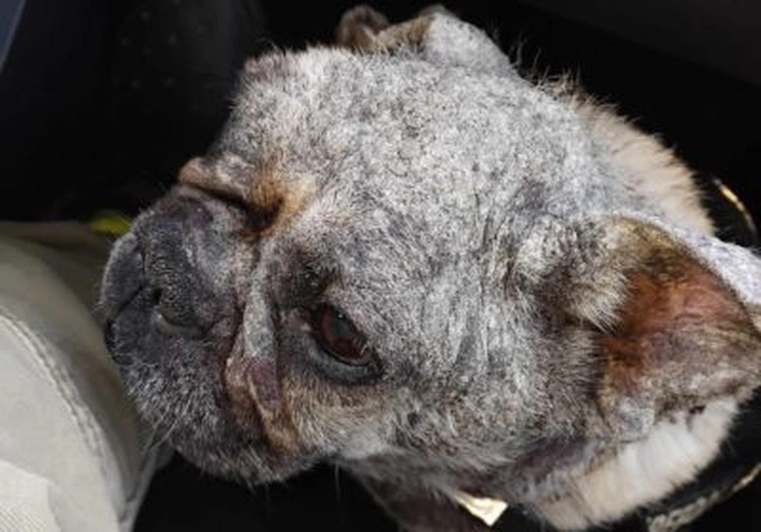 Tierschutzorganisation Arche 90 e.V. - Nahaufnahme einer Französischen Bulldogge mit starker Verkrustung und Haarausfall im Gesicht.