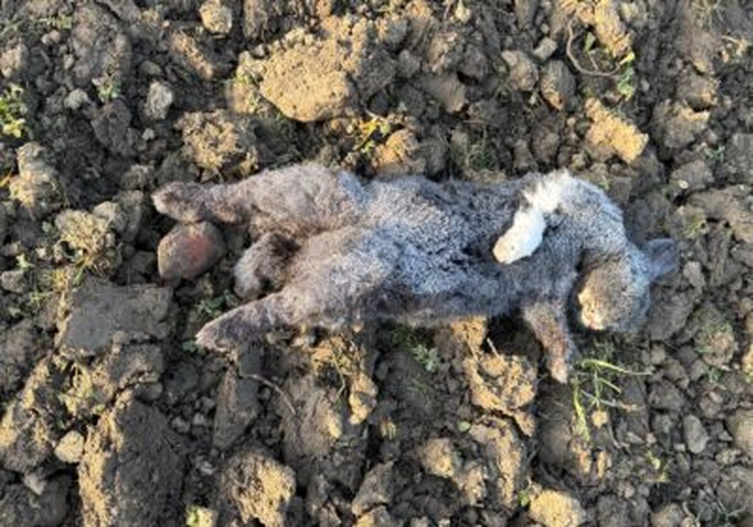 Tierschutzorganisation Arche 90 e.V. - Tote Hauskaninchen auf Acker entsorgt