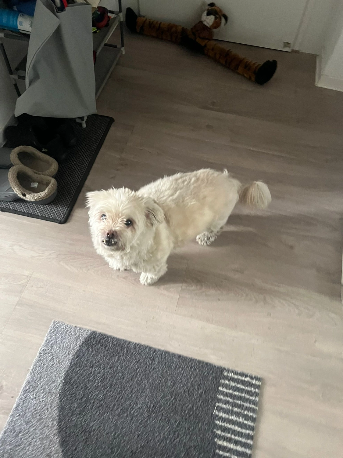 Tierschutzorganisation Arche 90 e.V. - Weißer Hund