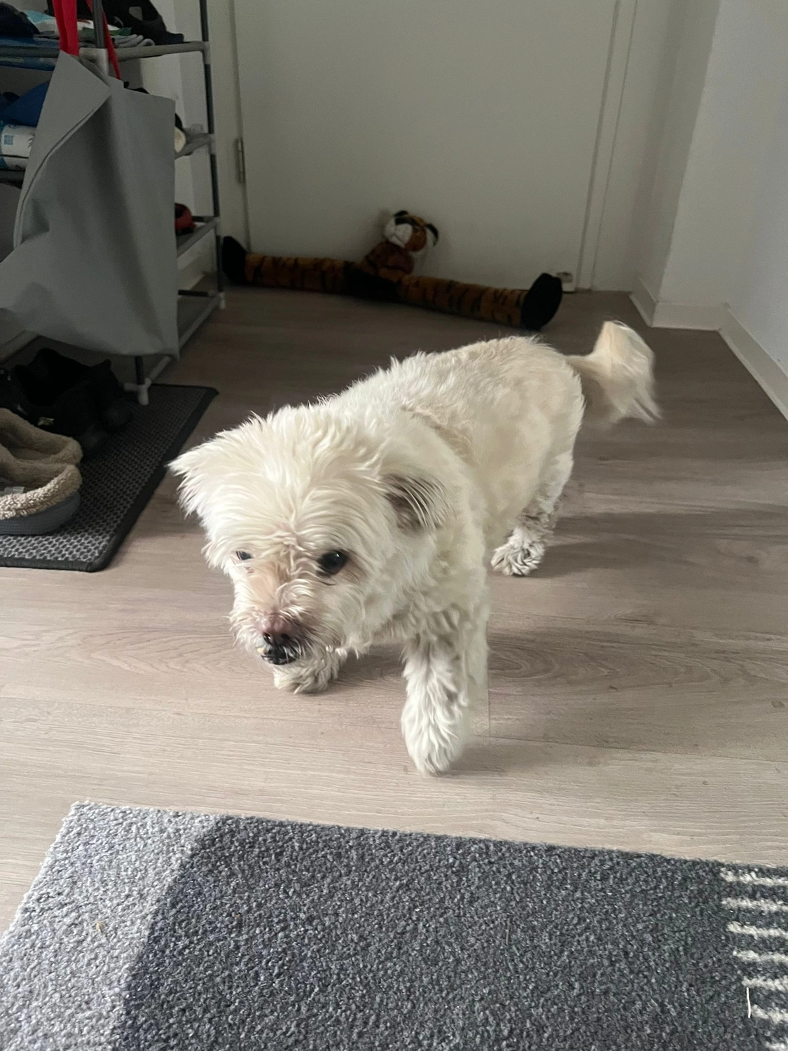 Tierschutzorganisation Arche 90 e.V. - Weißer Hund