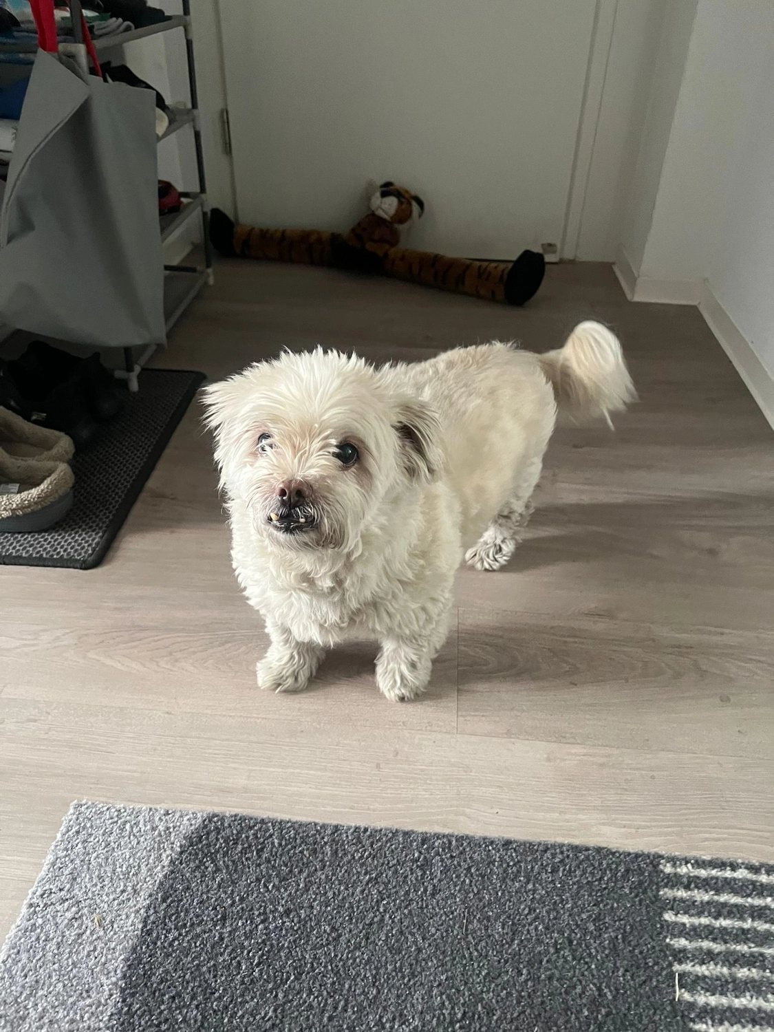 Tierschutzorganisation Arche 90 e.V. - Weißer Hund