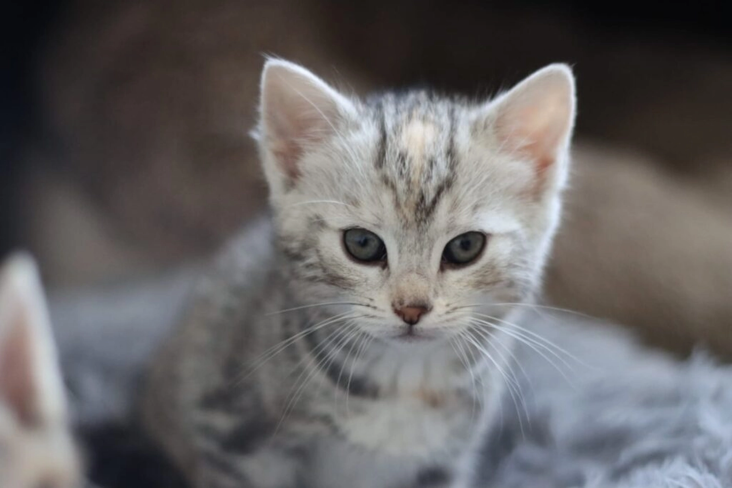 Tierschutzorganisation Arche 90 e.V. - Kleine Katze