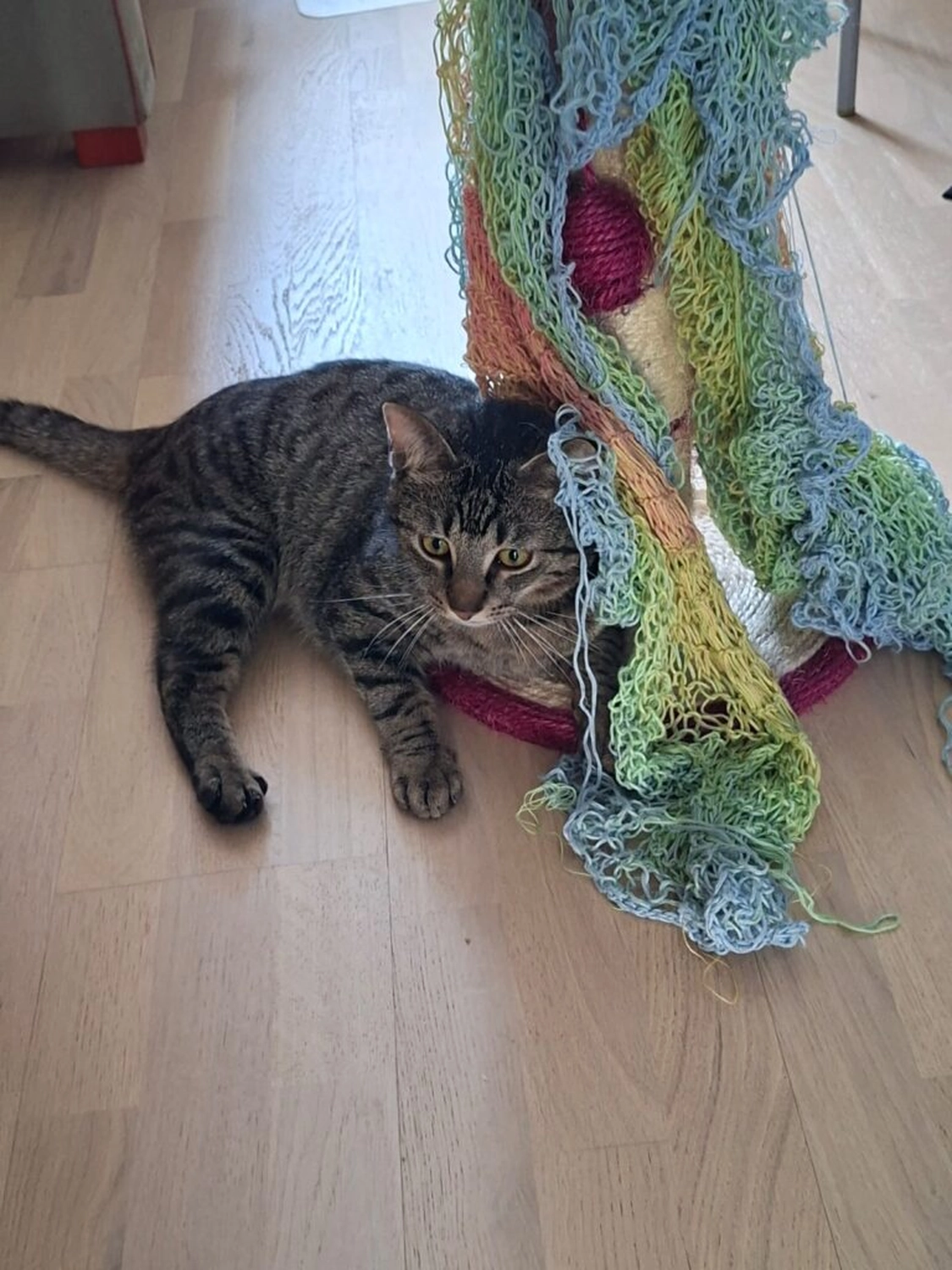 Tierschutzorganisation Arche 90 e.V. - Katze