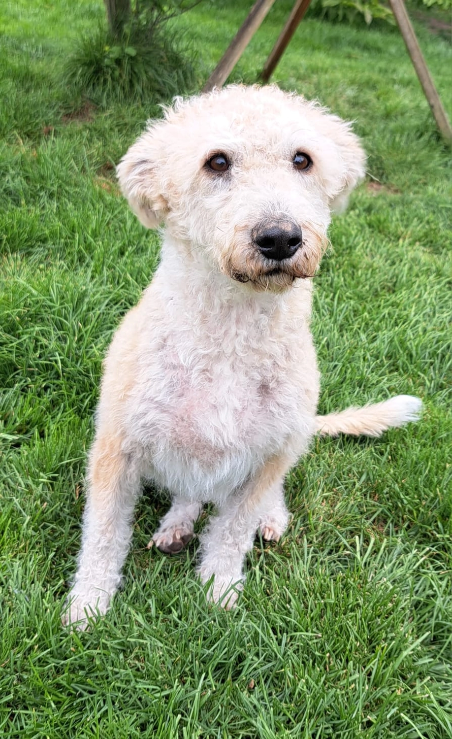 Tierschutzorganisation Arche 90 e.V. - Elli, weißer Hund
