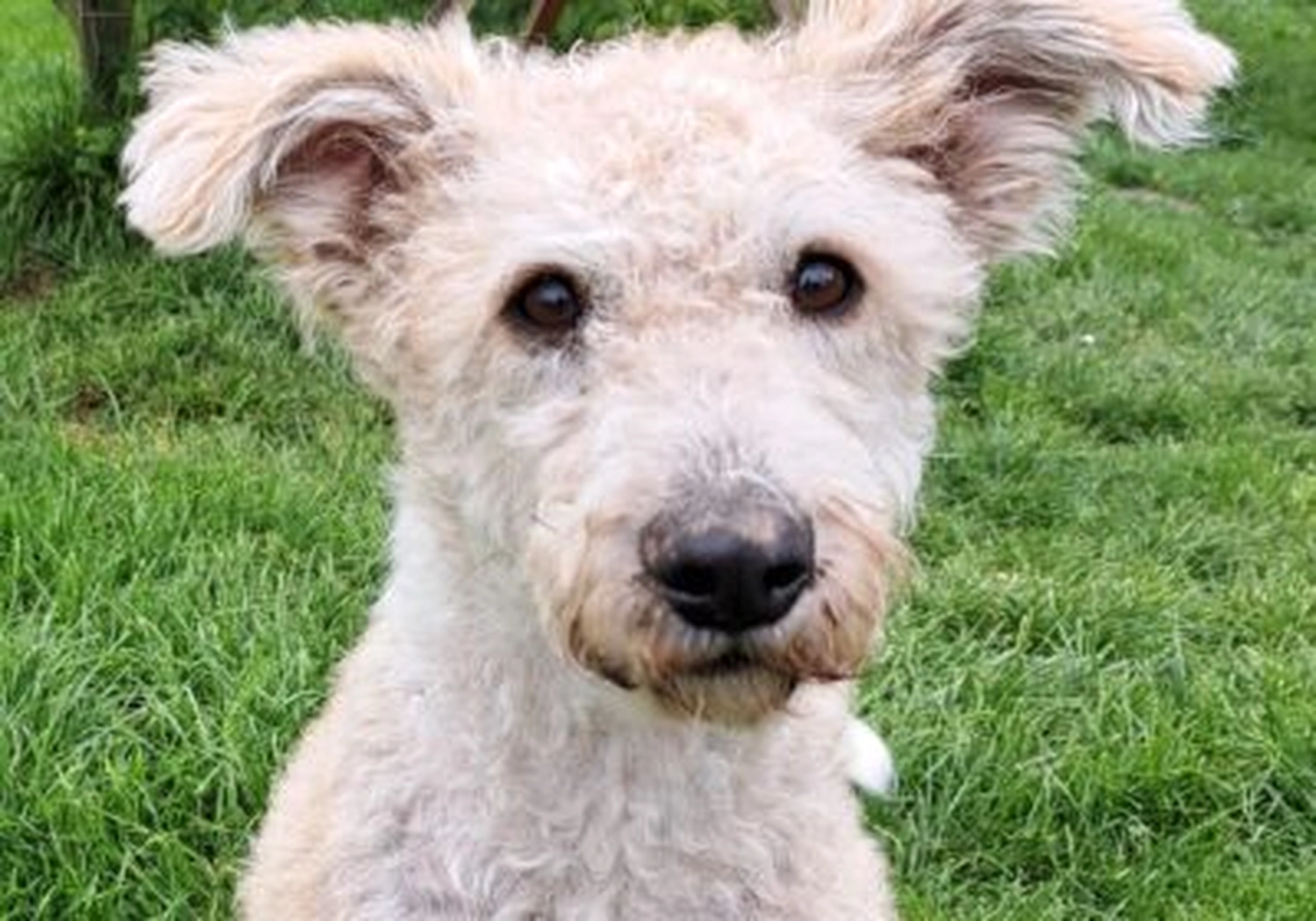 Tierschutzorganisation Arche 90 e.V. - Elli, weißer Hund