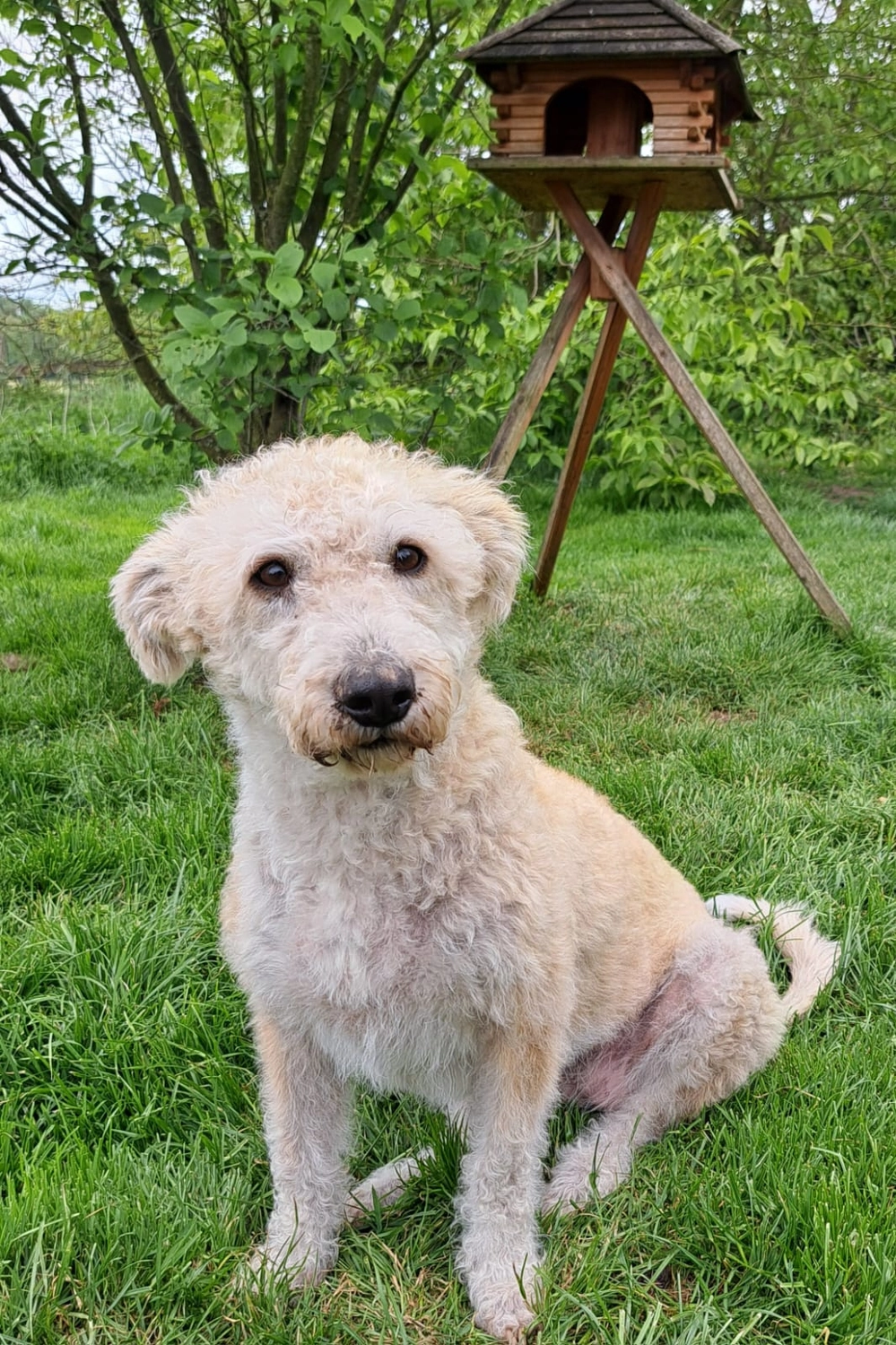 Tierschutzorganisation Arche 90 e.V. - Elli, weißer Hund