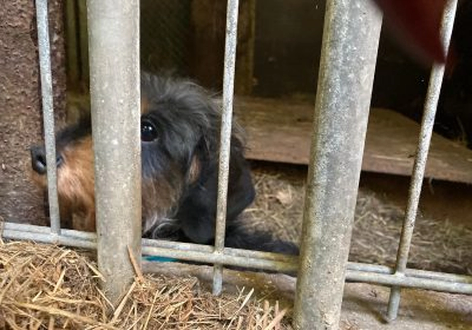 Tierschutzorganisation Arche 90 e.V. - im Schutz