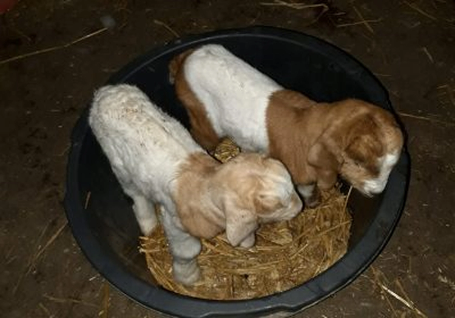 Tierschutzorganisation Arche 90 e.V. - Einsame Ziegenbabys
