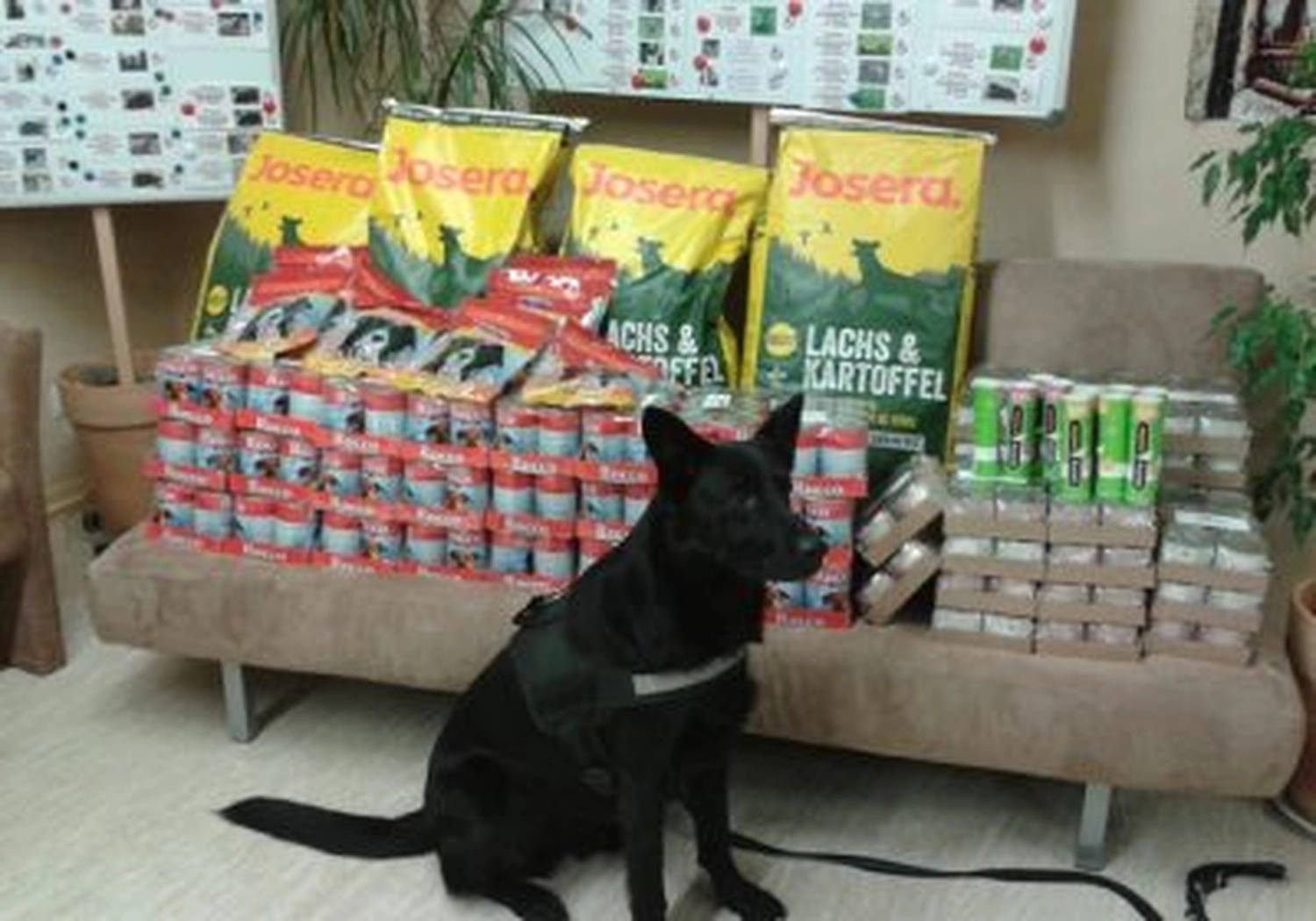 Tierschutzorganisation Arche 90 e.V. - Hund
