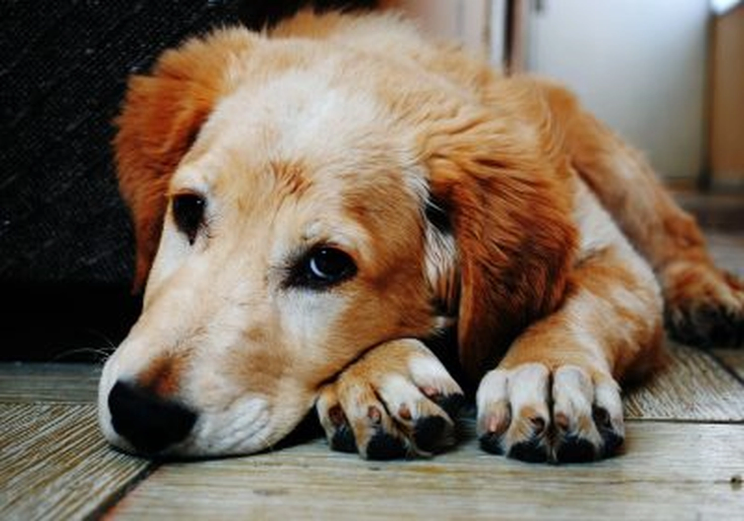 Tierschutzorganisation Arche 90 e.V. - Hund