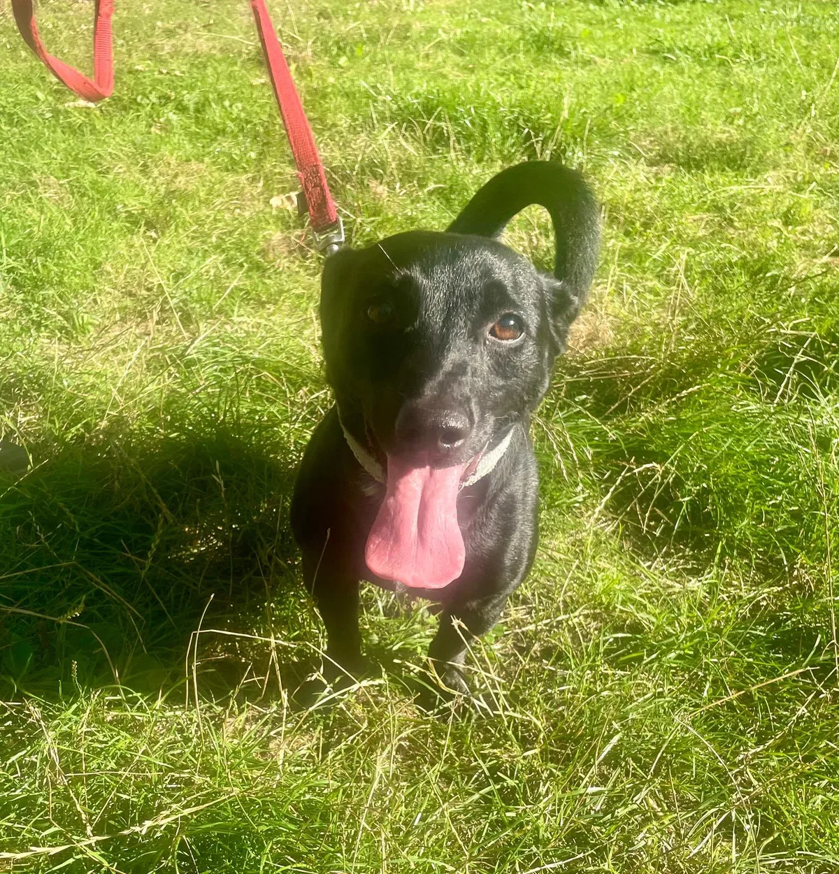 Tierschutzorganisation Arche 90 e.V. - Balu, schwarzer Dackelmix auf der Wiese