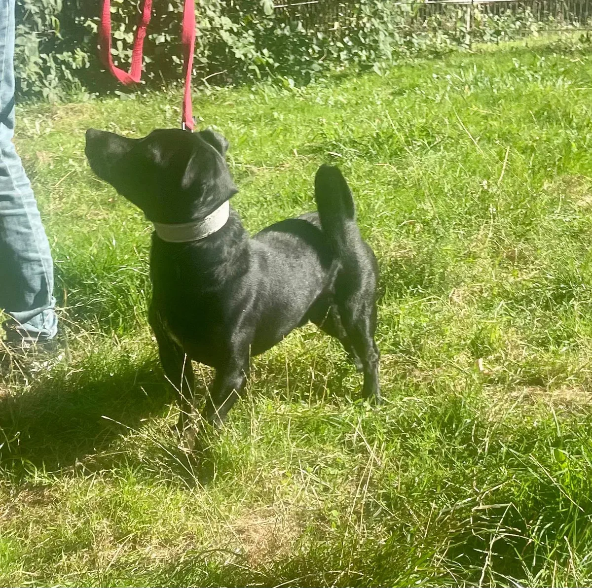 Tierschutzorganisation Arche 90 e.V. - Balu von der Seite
