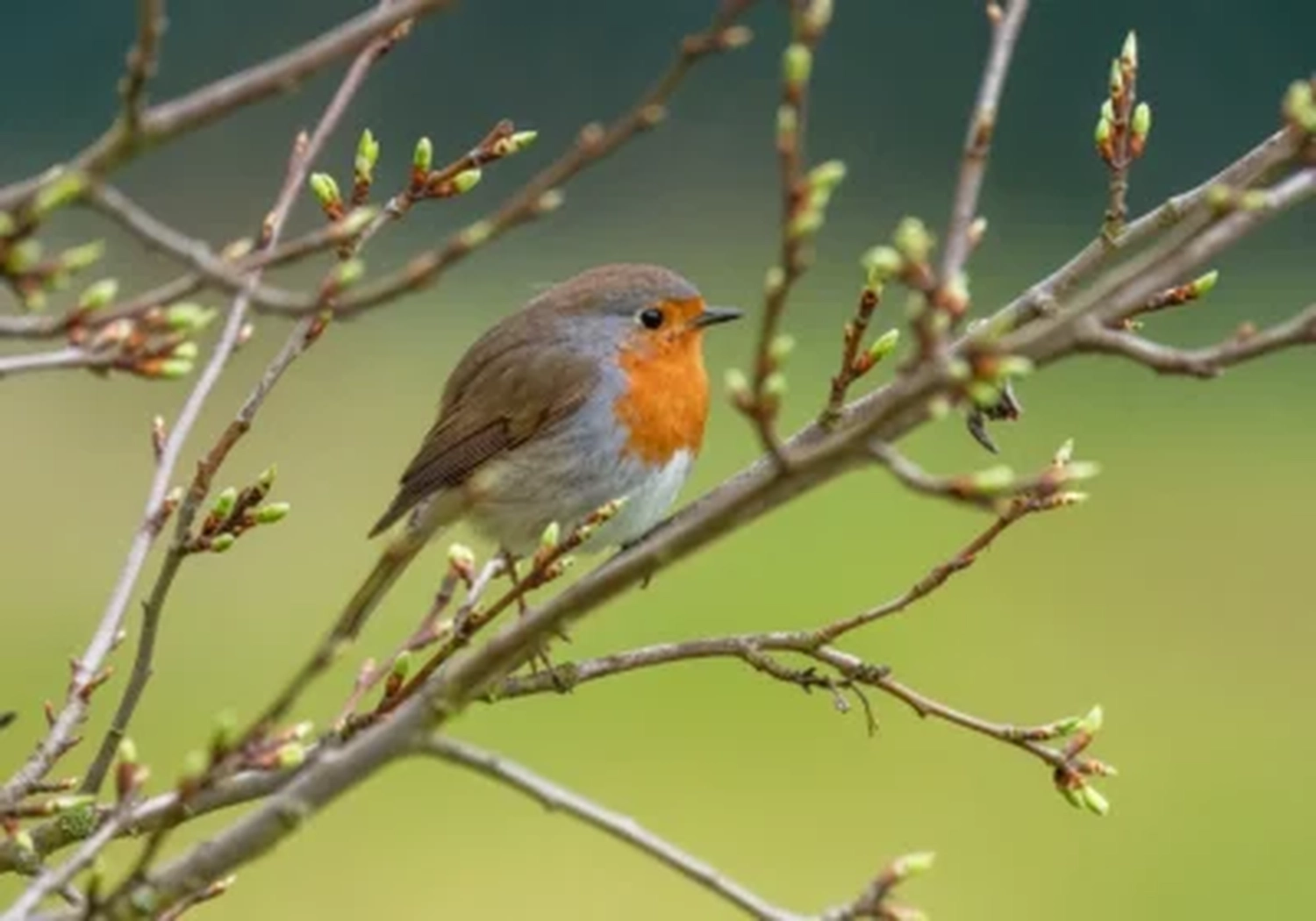 Tierschutzorganisation Arche 90 e.V. - Spatz sitzt auf einem Ast.