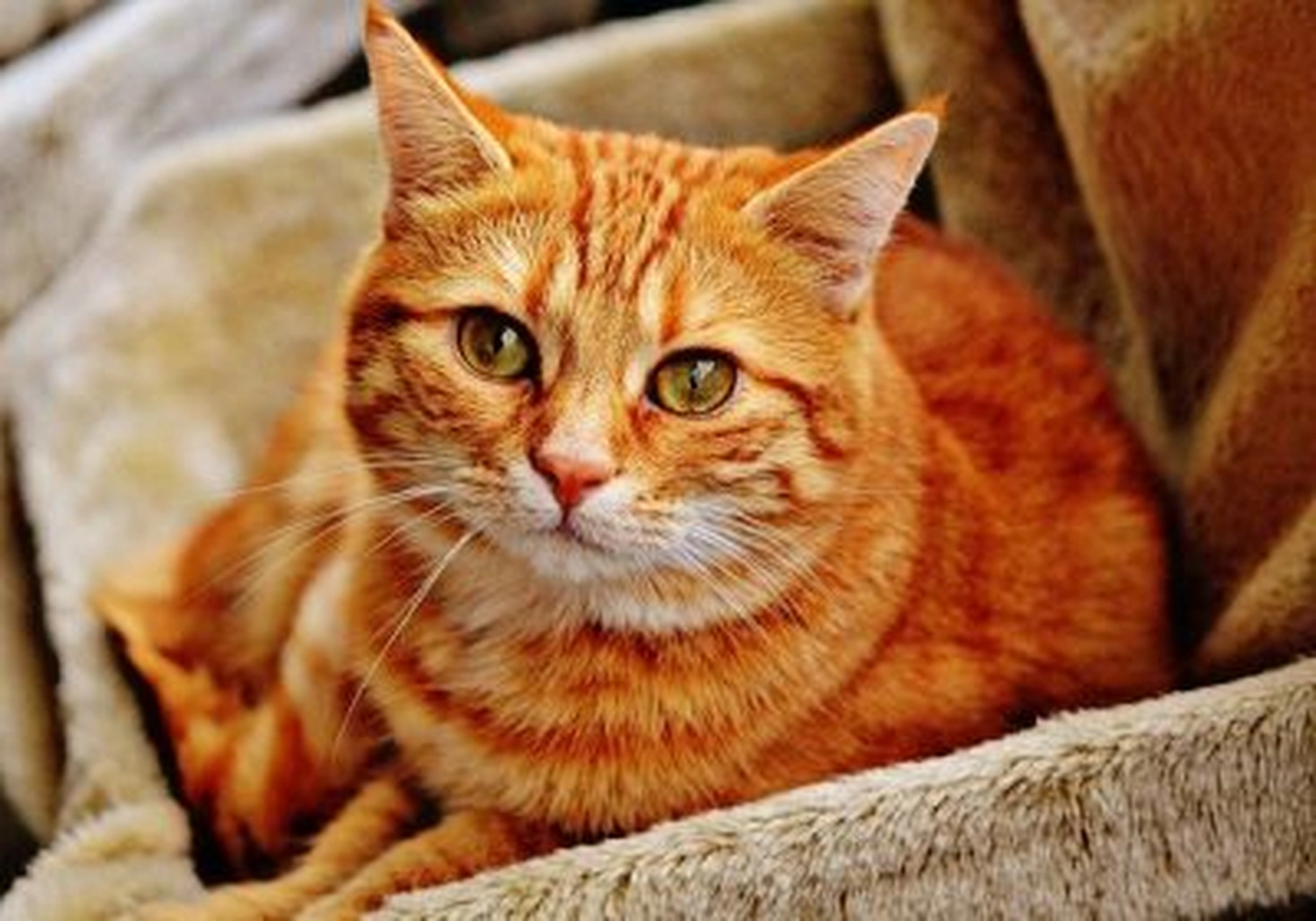 Tierschutzorganisation Arche 90 e.V. - Katze
