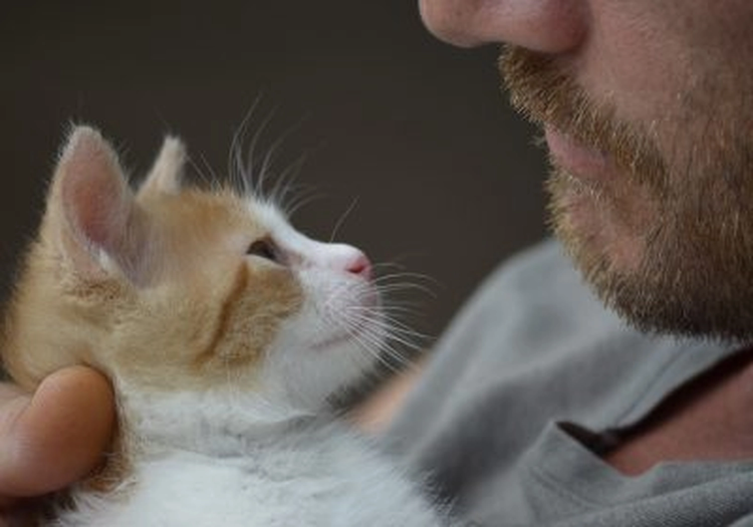 Tierschutzorganisation Arche 90 e.V. - Katze