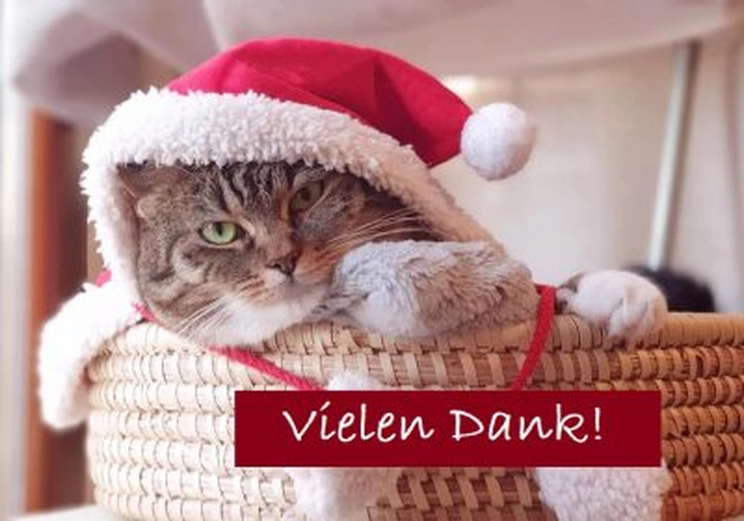 Tierschutzorganisation Arche 90 e.V. - Eine Katze mit Weihnachtsmannmütze