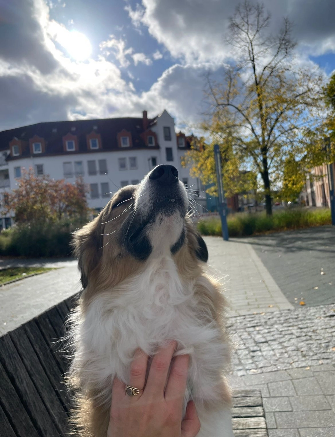 Tierschutzorganisation Arche 90 e.V. - Jerry hund