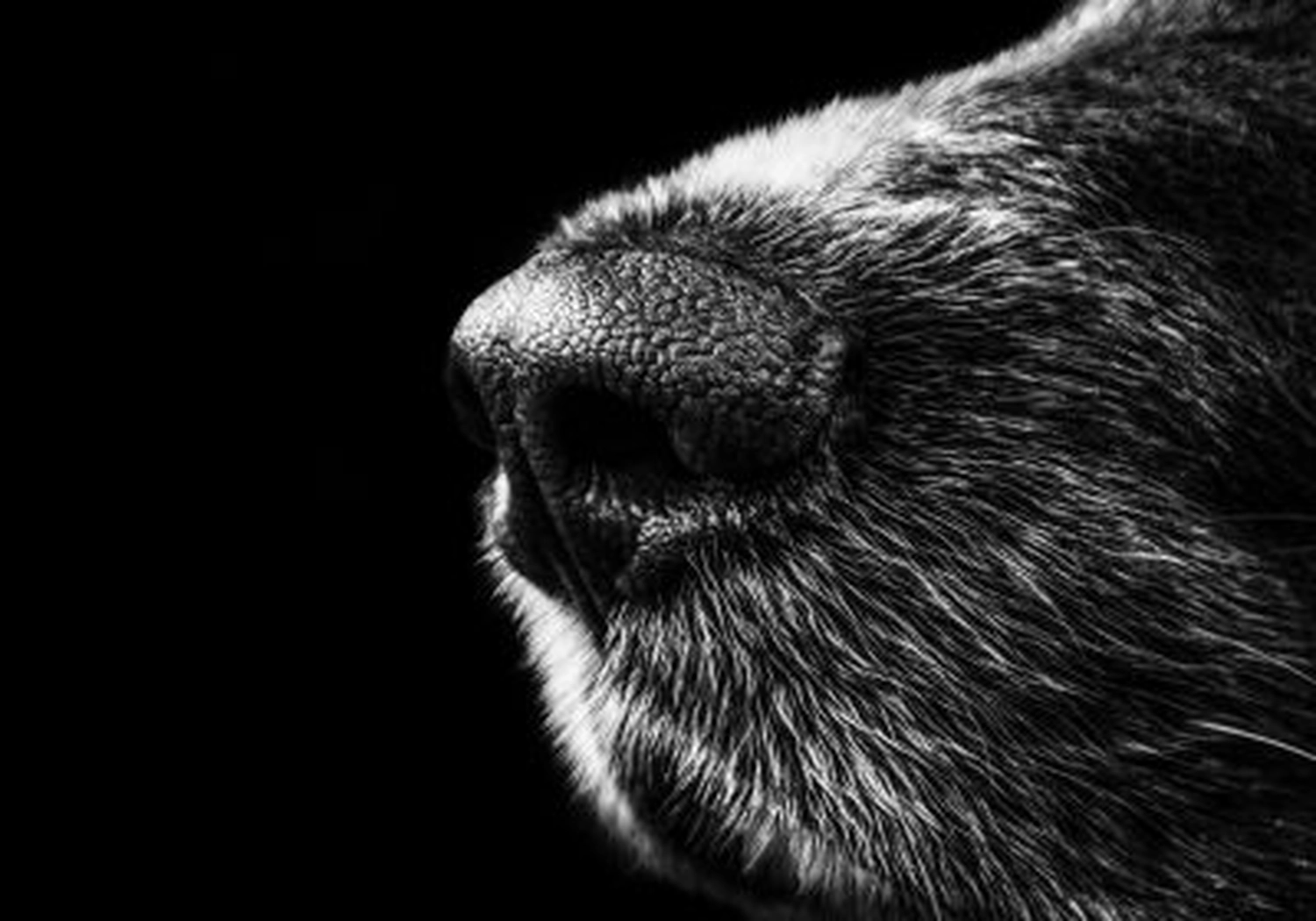 Tierschutzorganisation Arche 90 e.V. - Toter Hund aus dem Kanal gezogen